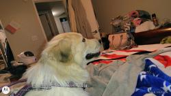 Found/Stray Female Dog last seen Near ave & butler, Phoenix, AZ 85051