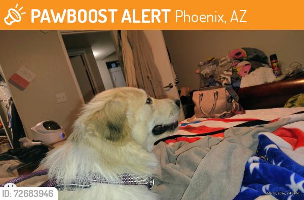 Found/Stray Female Dog last seen Near ave & butler, Phoenix, AZ 85051