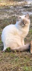 Lost Female Cat last seen Bell Blvd and 82 on Eisenhower, Eisenhower, FL 33913