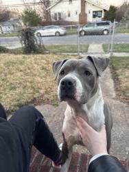 Found/Stray Female Dog last seen 40th Ave and parkwood , Brentwood, MD 20722