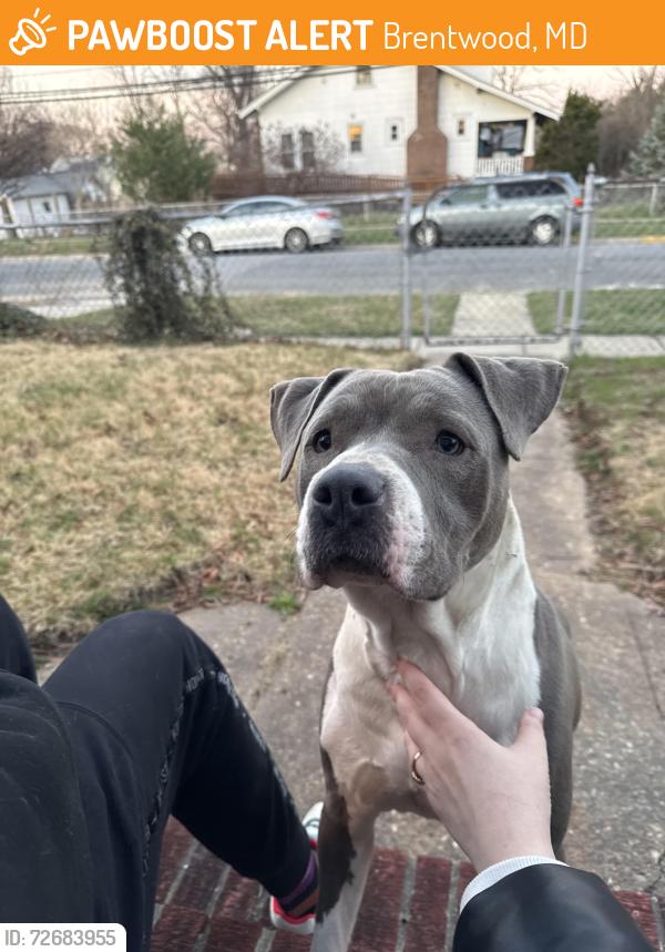 Found/Stray Female Dog last seen 40th Ave and parkwood , Brentwood, MD 20722