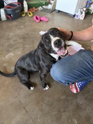 Found/Stray Female Dog last seen Applebees, Midwest City, OK 73110