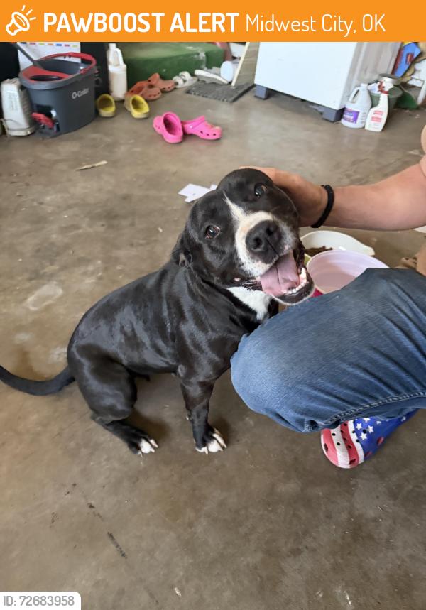 Found/Stray Female Dog last seen Applebees, Midwest City, OK 73110