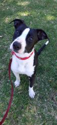 Found/Stray Female Dog last seen China Grade Loop Road, Oildale, CA, Oildale, CA 93308