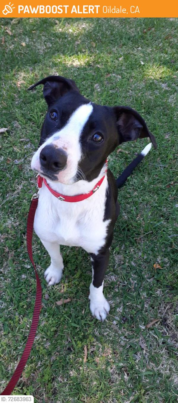 Found/Stray Female Dog last seen China Grade Loop Road, Oildale, CA, Oildale, CA 93308