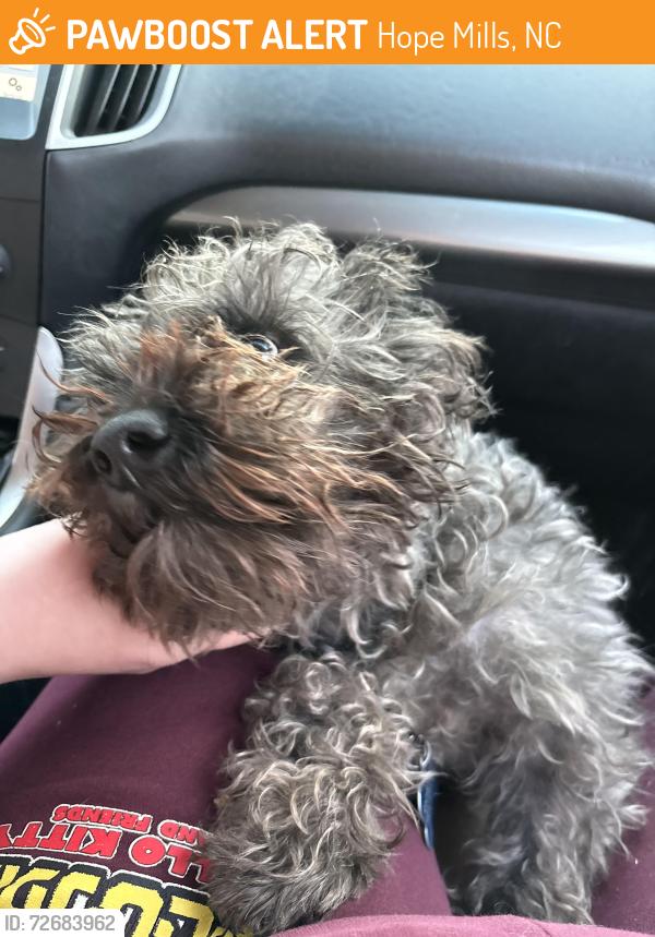 Found/Stray Unknown Dog last seen Golfview Walking Trail, Hope Mills, NC 28348