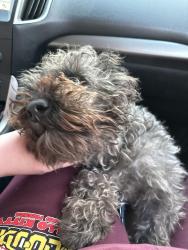 Found/Stray Unknown Dog last seen Golfview Walking Trail, Hope Mills, NC 28348