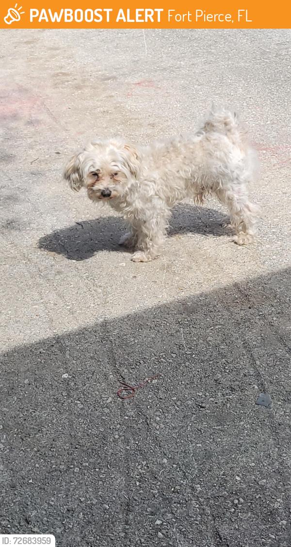 Found/Stray Male Dog last seen Apple Street and Soltman Avenue Fort Pierce , Fort Pierce, FL 34950