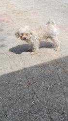 Found/Stray Male Dog last seen Apple Street and Soltman Avenue Fort Pierce , Fort Pierce, FL 34950