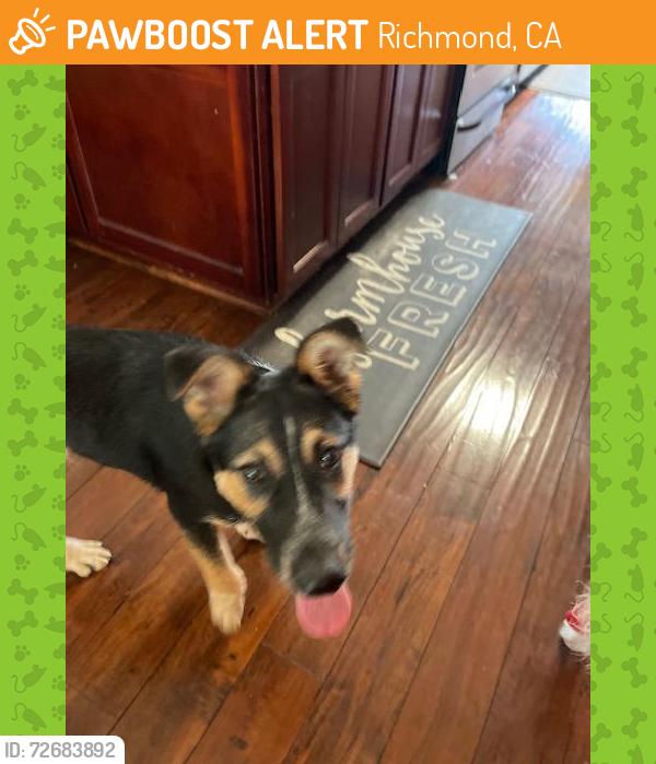 Found/Stray Male Dog last seen Richmond Build , Richmond, CA 94804