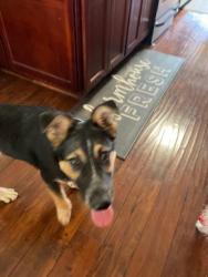 Found/Stray Male Dog last seen Richmond Build , Richmond, CA 94804