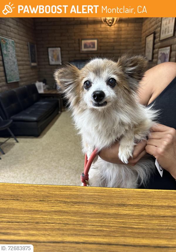 Found/Stray Unknown Dog last seen Deer Creek off Grand MONTCLAIR CA, Montclair, CA 91763