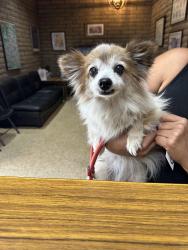Found/Stray Unknown Dog last seen Deer Creek off Grand MONTCLAIR CA, Montclair, CA 91763