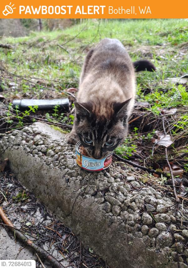 Found/Stray Unknown Cat last seen Behind AM/PM mini mart on corner of Hwy 9 and Maltby Road, Bothell, WA 98012