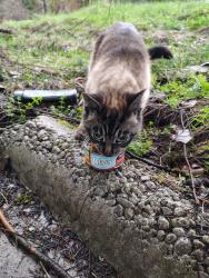 Found/Stray Unknown Cat last seen Behind AM/PM mini mart on corner of Hwy 9 and Maltby Road, Bothell, WA 98012