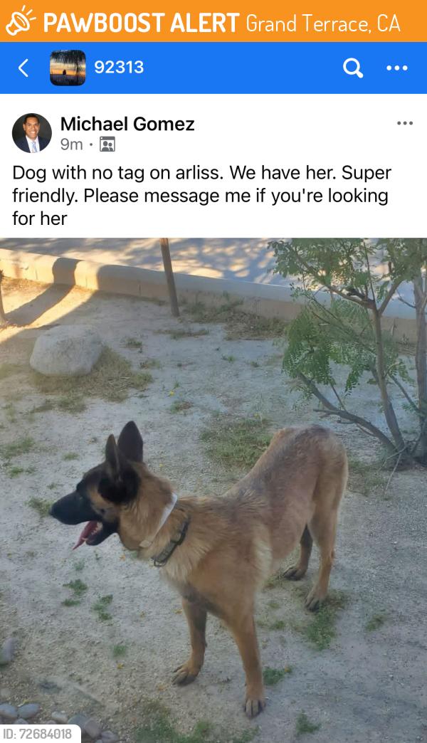 Found/Stray Unknown Dog last seen Arliss Drive and Eton drive, Grand Terrace, CA 92313