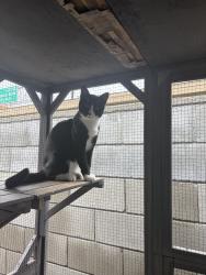 Lost Male Cat last seen Calatina Dr. 91766 Pomona, CA, Pomona, CA 91766