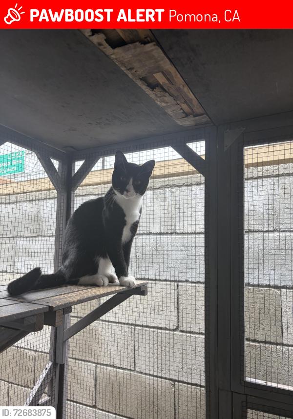 Lost Male Cat last seen Calatina Dr. 91766 Pomona, CA, Pomona, CA 91766