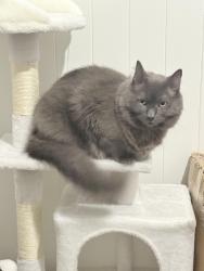 Lost Male Cat last seen Abbotsford road bowen Hill near the train station, Bowen Hills, QLD 