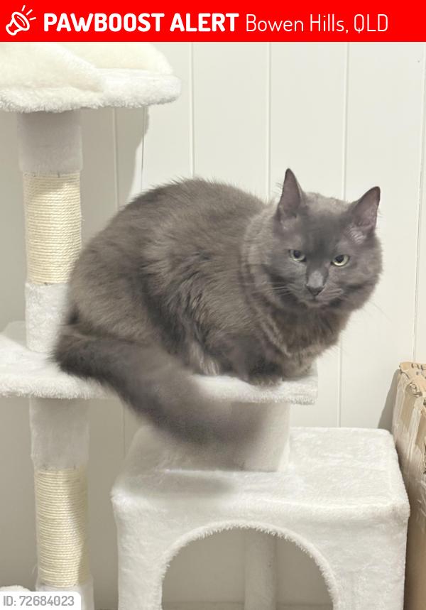 Lost Male Cat last seen Abbotsford road bowen Hill near the train station, Bowen Hills, QLD 