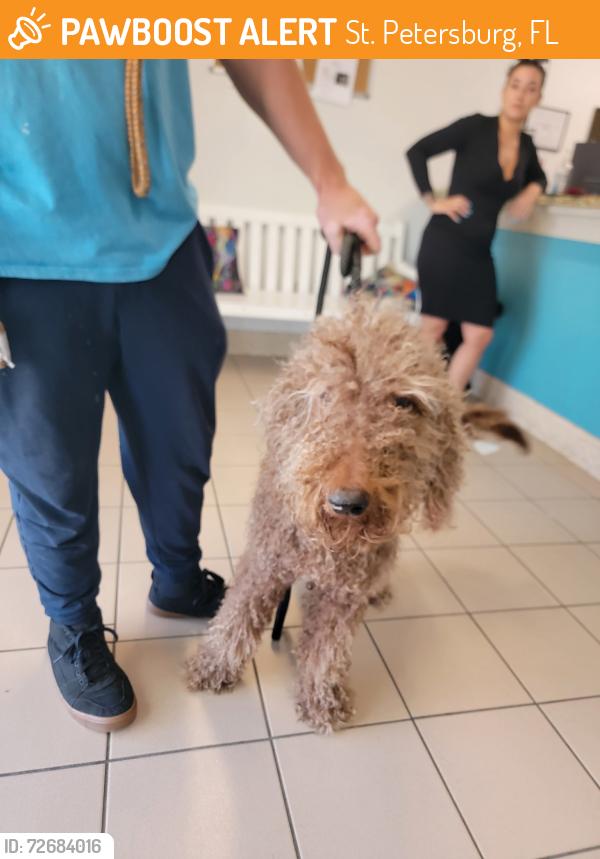 Found/Stray Male Dog last seen St. Petersburg , St. Petersburg, FL 33701