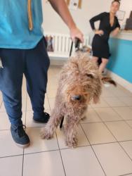 Found/Stray Male Dog last seen St. Petersburg , St. Petersburg, FL 33701