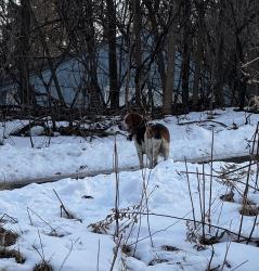Found/Stray Unknown Dog last seen Humboldt and King Street , Saint Paul, MN 55107
