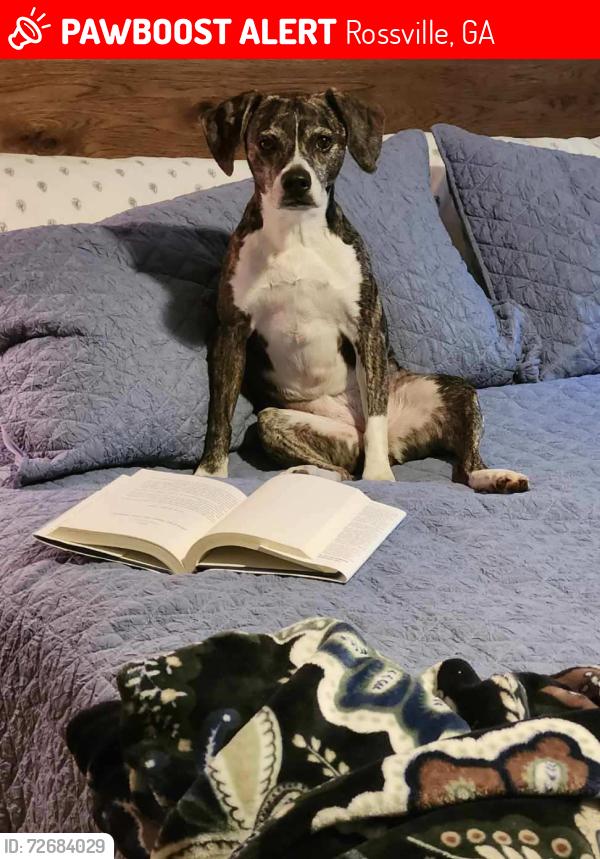 Lost Female Dog last seen Lynwood Community, Rossville, GA 30741