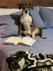 Lost Female Dog last seen Lynwood Community, Rossville, GA 30741
