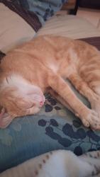 Lost Male Cat last seen Around clay ave, Panama City, FL 32405