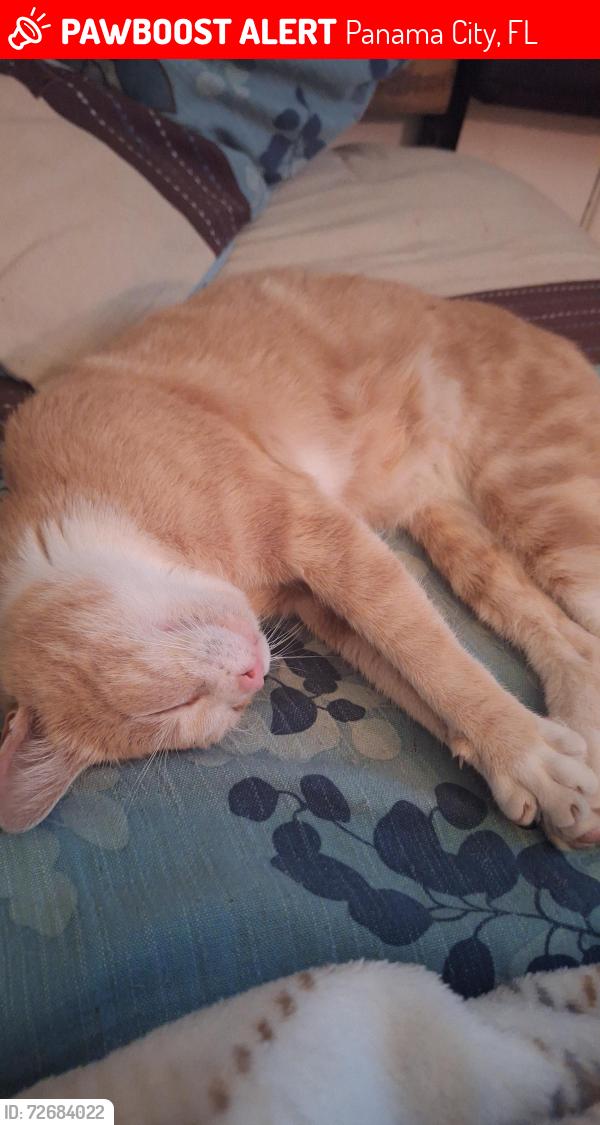 Lost Male Cat last seen Around clay ave, Panama City, FL 32405