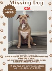 Lost Female Dog last seen Alves Ranch Rd. and Woodhill , Pittsburg, CA 94565