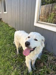Found/Stray Male Dog last seen Near ASAP Vet , Austin, TX 78753