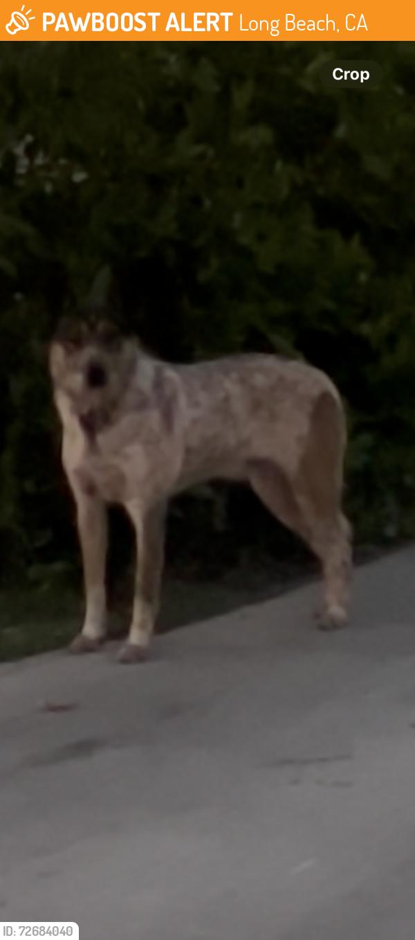 Found/Stray Unknown Dog last seen W. 49th St. and Virginia, Long Beach, CA 90805