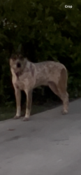 Found/Stray Unknown Dog last seen W. 49th St. and Virginia, Long Beach, CA 90805