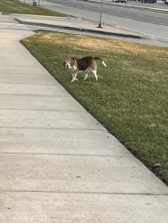 Found/Stray Unknown Dog last seen Rte 83 & Plainfield Rd near Pete’s Market, Willowbrook, IL 60527