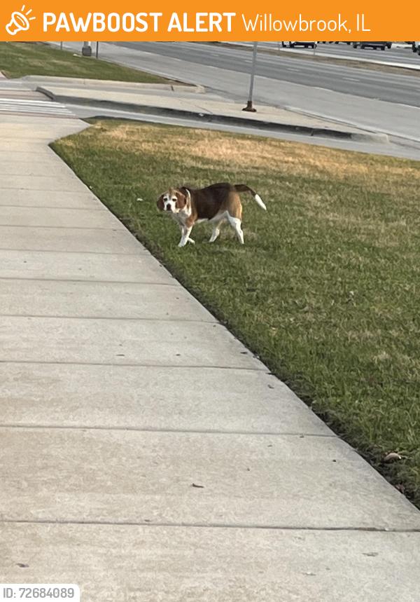 Found/Stray Unknown Dog last seen Rte 83 & Plainfield Rd near Pete’s Market, Willowbrook, IL 60527