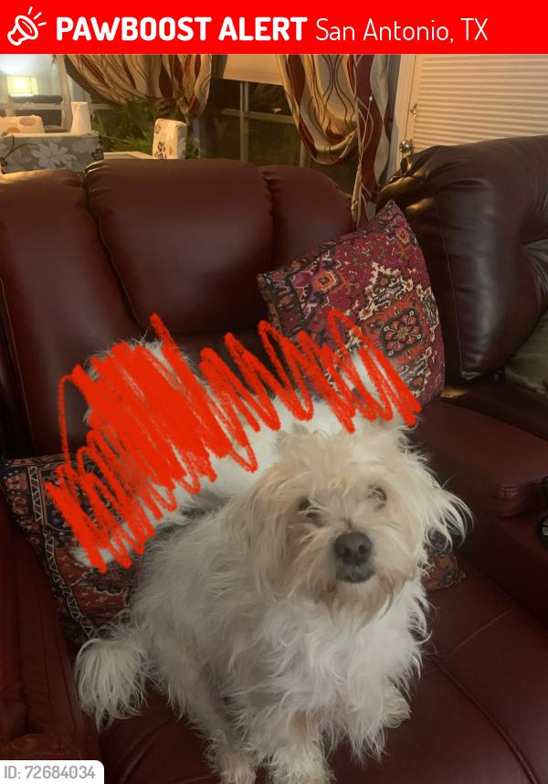 Lost Male Dog last seen Near Windrock Dr Windcrest, TX  78239 United States, San Antonio, TX 78239