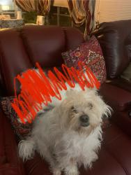 Lost Male Dog last seen Near Windrock Dr Windcrest, TX  78239 United States, San Antonio, TX 78239