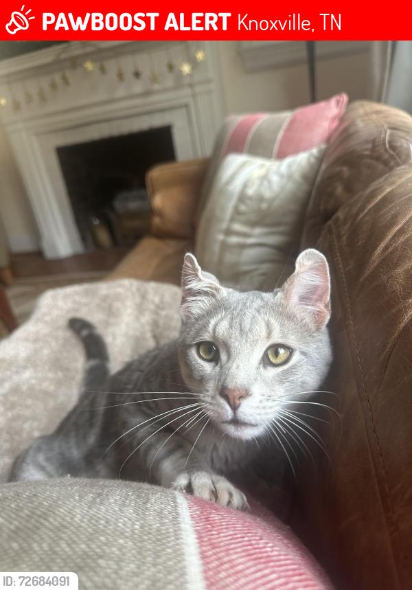 Lost Male Cat last seen Wrights Ferry/Duncan/Badgett Rd, Knoxville, TN 37919