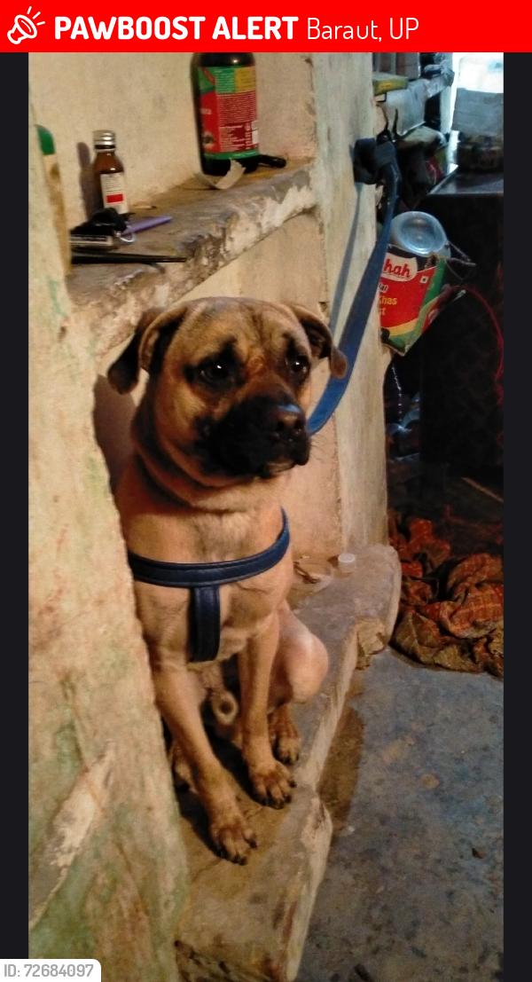 Lost Male Dog last seen Barka road baraut , Baraut, UP 250611