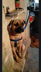 Lost Male Dog last seen Barka road baraut , Baraut, UP 250611