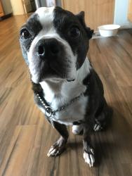 Lost Male Dog last seen Near ne pinecone drive Bremerton wa, Bremerton, WA 98310