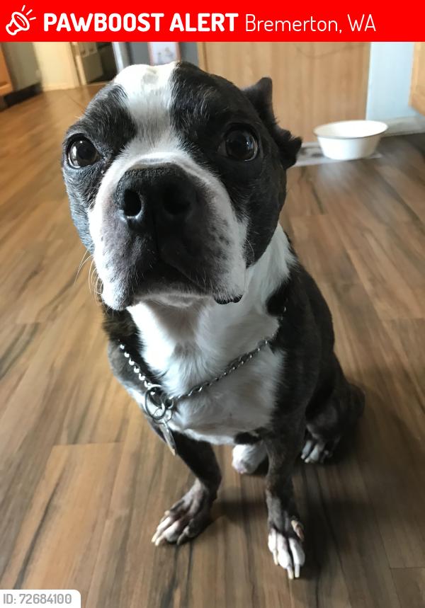 Lost Male Dog last seen Near ne pinecone drive Bremerton wa, Bremerton, WA 98310