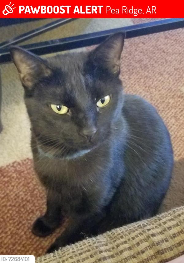 Lost Male Cat last seen Linder st, Pea Ridge, AR 72751