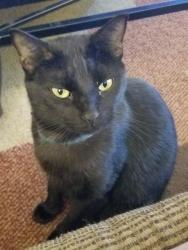 Lost Male Cat last seen Linder st, Pea Ridge, AR 72751