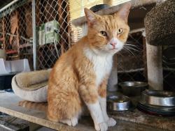 Found/Stray Male Cat last seen Lowes parking lot  at Carmenita Road , Norwalk, CA 90650