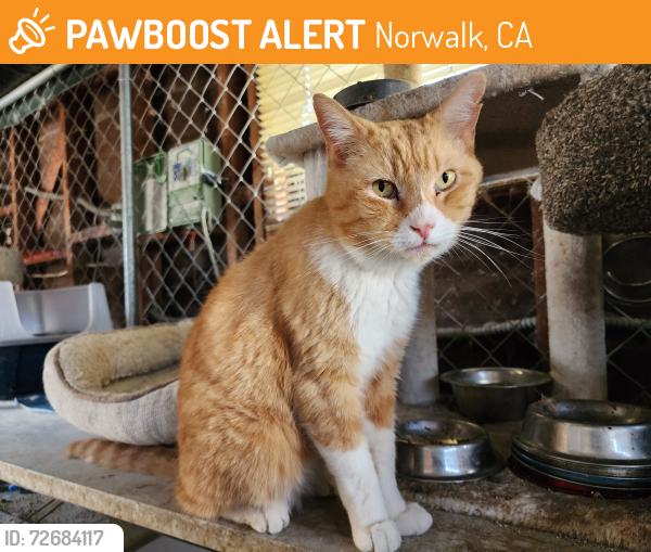 Found/Stray Male Cat last seen Lowes parking lot  at Carmenita Road , Norwalk, CA 90650