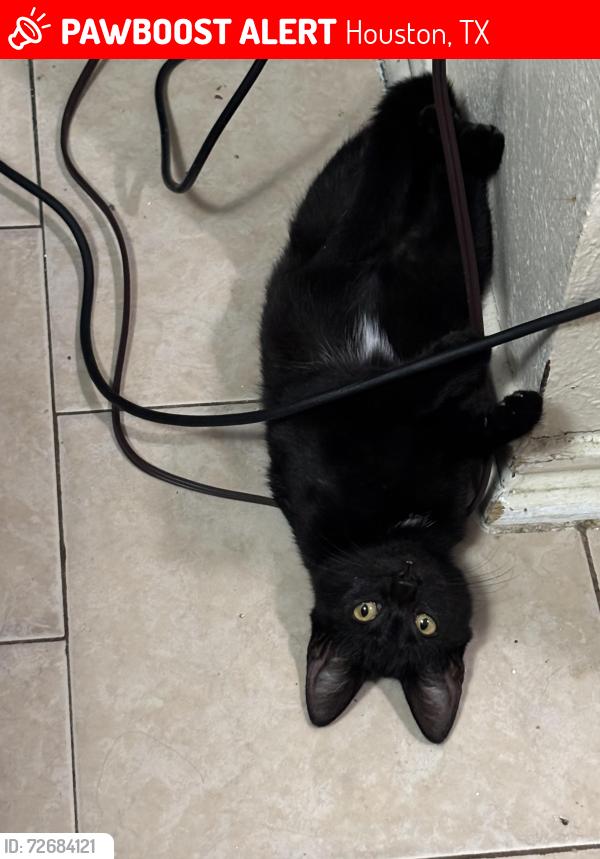 Lost Female Cat last seen White cedar street , Houston, TX 77015