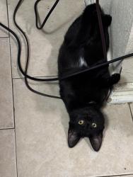 Lost Female Cat last seen White cedar street , Houston, TX 77015